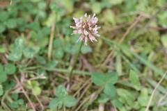 Trifolium repens